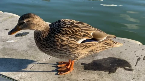 Duck Stock Footage 124643849