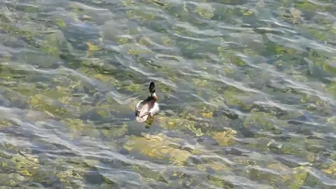 Duck Stock Footage 134333207