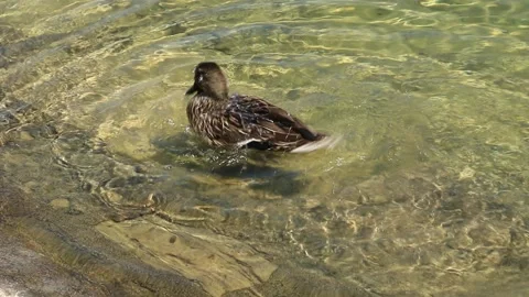 Duck Stock Footage 137105761