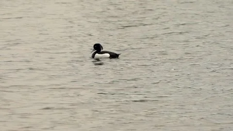 Duck Stock Footage 142211568