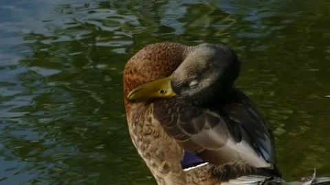 Duck Stock Footage 146200796