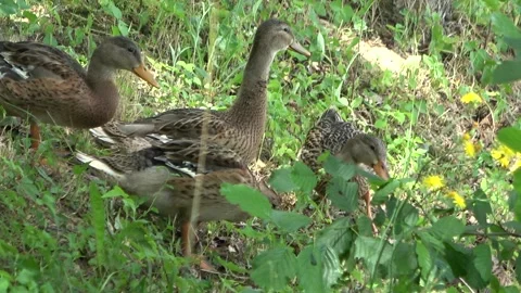 Duck Stock Footage 152577320