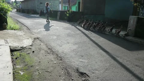 Duck Stock Footage 164342431