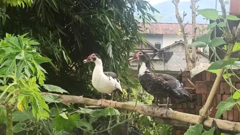 Duck 動画素材 167412233