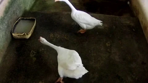 Duck Stock Footage 167798507