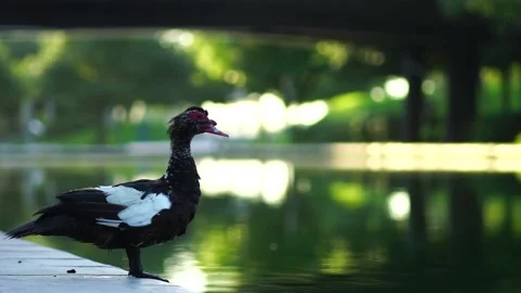 Duck Stock Footage 169617824