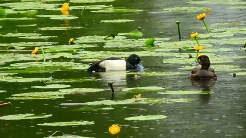 Duck Stock Footage 201167677