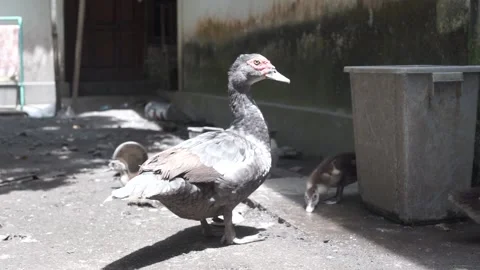 Duck Stock Footage 207359291