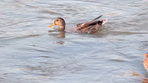 Duck Stock Footage 207483513