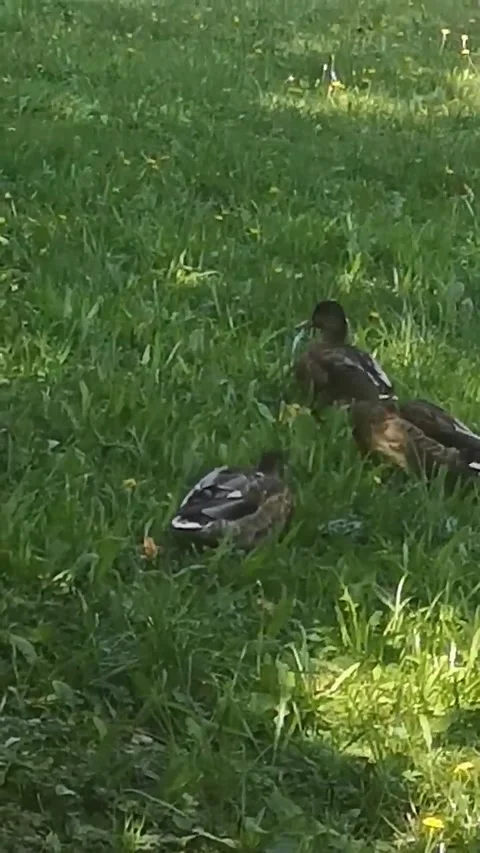 Duck Vídeo Stock 227724866