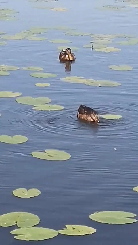 Duck Stock Footage 227725820