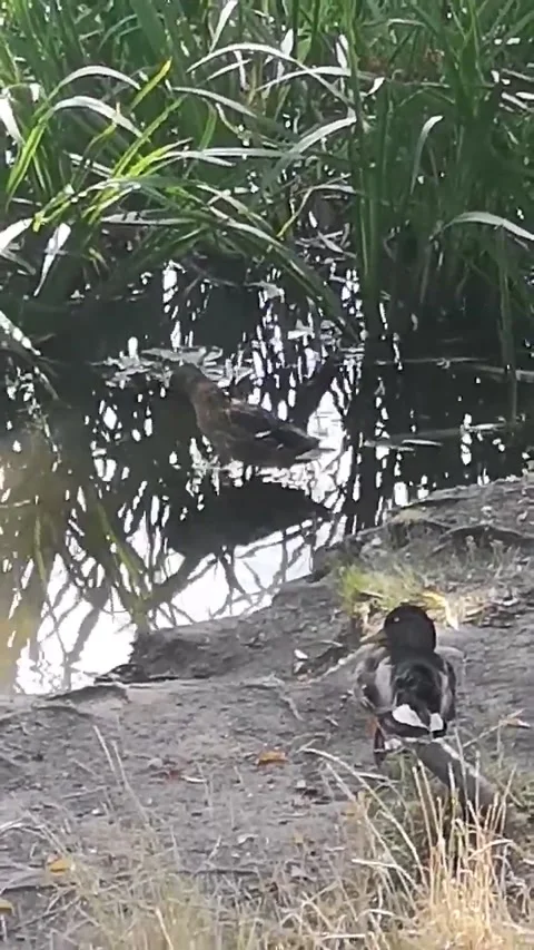 Duck Stock Footage 227731516