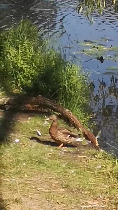 Duck Vídeo Stock 227732978