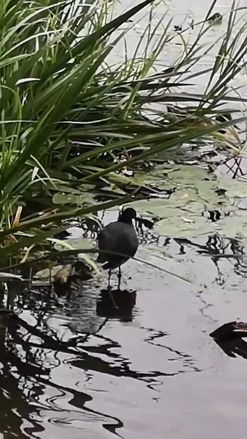 Duck Stock Footage 227732980