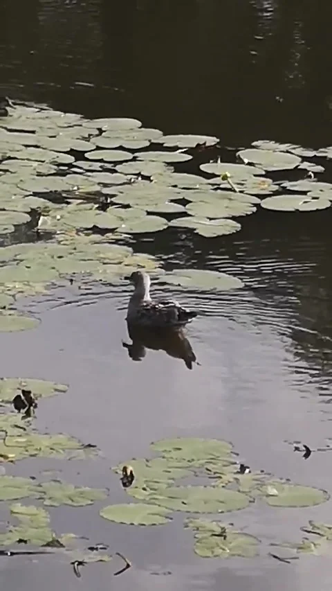 Duck Vídeo Stock 227732982