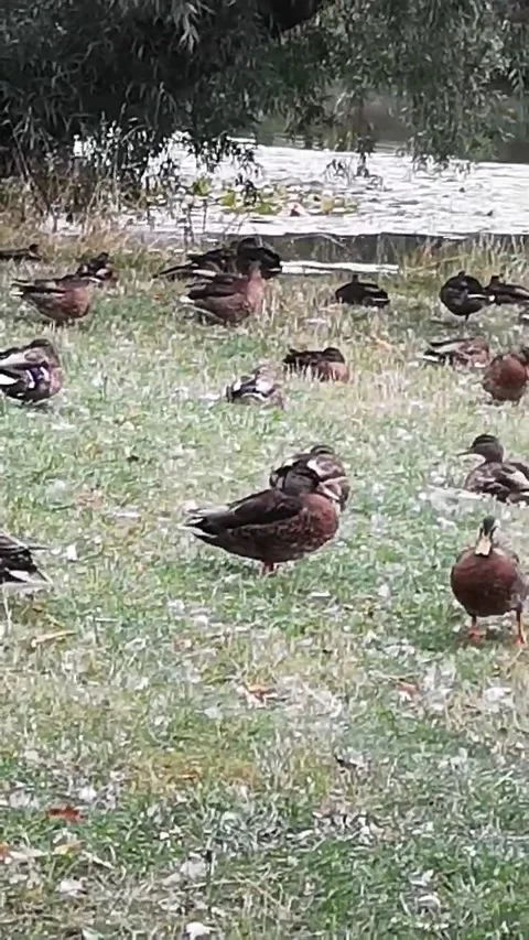 Duck Stock Footage 227732987