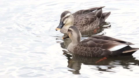 Duck Stock Footage 235610591