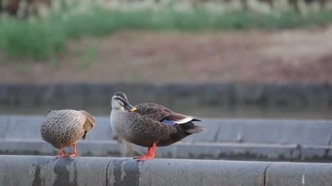 Duck Stock Footage 235901347