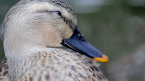 Duck Stock Footage 236689139