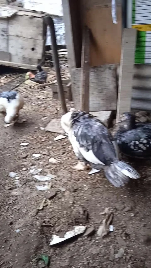 Duck Stock Footage 267344413