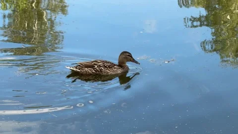 Duck 動画素材 279025205