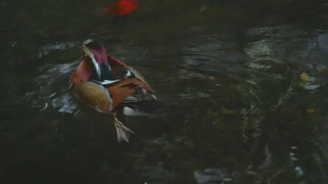 Duck Stock Footage 282548741