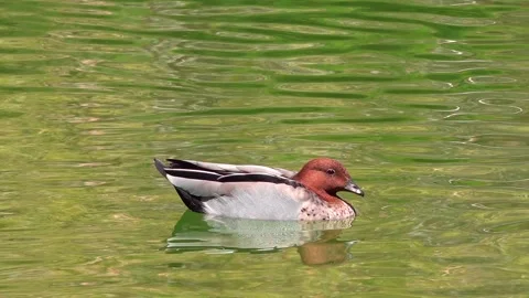 Duck Stock Footage 282845495