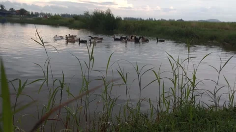 Duck 库存影片 293028667