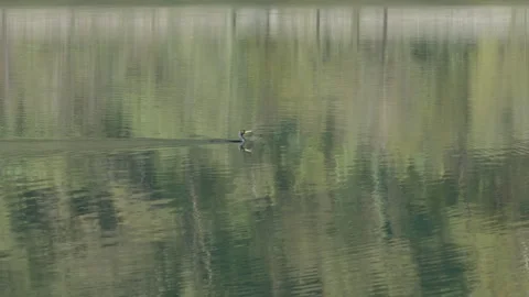 Duck Stock Footage 299594006