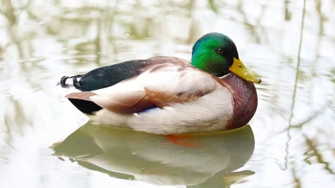 Duck Stock Footage 318381422