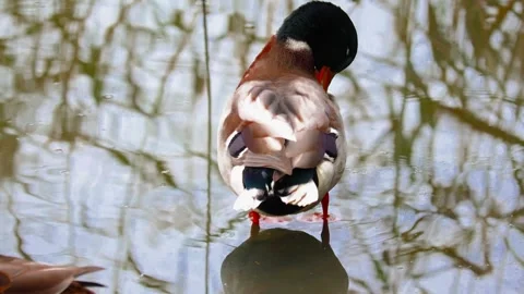 Duck Stock-Footage 318382942