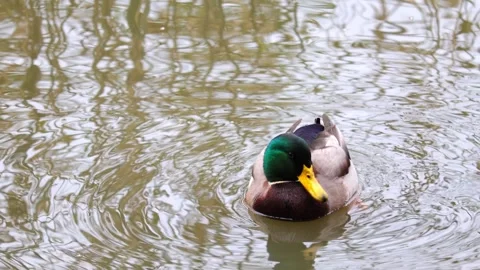 Duck Stock Footage 318385451