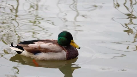 Duck Stock Footage 318386047