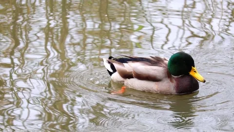 Duck Stock Footage 318386509