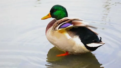 Duck Stock Footage 318387124