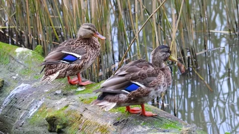 Duck Stock Footage 318387439