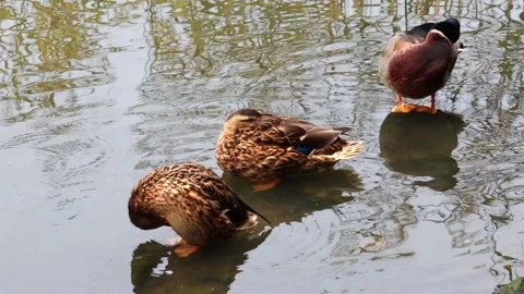 Duck Stock Footage 318407161