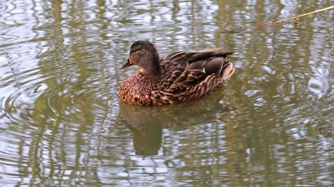 Duck Stock Footage 318407532