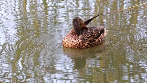Duck Stock-Footage 318408255