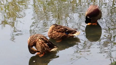 Duck Video stock 318409030