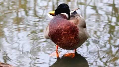 Duck Video stock 318409412