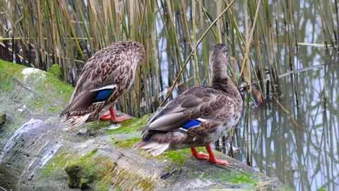 Duck Stock Footage 318411520