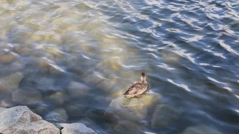 Duck 스톡 동영상 324966337