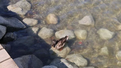 Duck 스톡 동영상 324966338