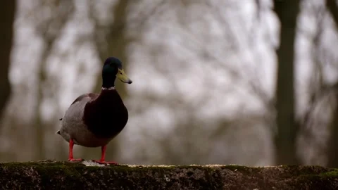 Duck Stock Footage 330397035