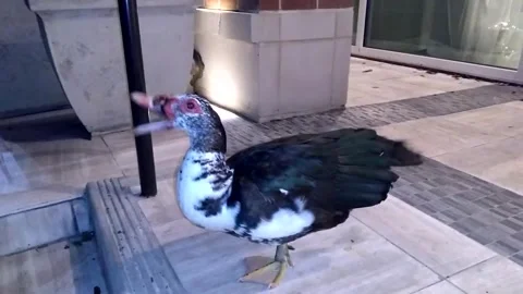 Duck Stock Footage 332689132