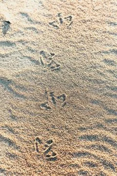 Duck footprints Stock-Fotos