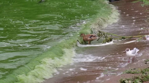 Duck forages in algae polluted water Stock-Footage 280874733