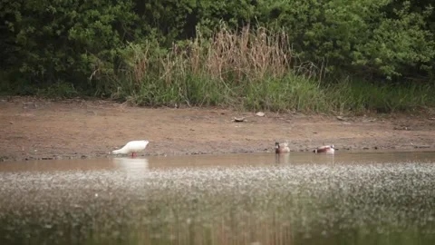 Duck foraging on a pond Stock Footage 131720740