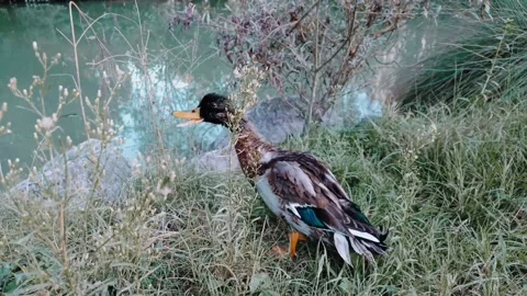 Duck in the foreground near a pond Stock Footage 212345377